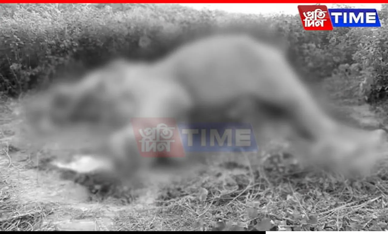 Assam: Carcass of Wild Male Elephant Found on Nagaon-Karbi Anglong Border